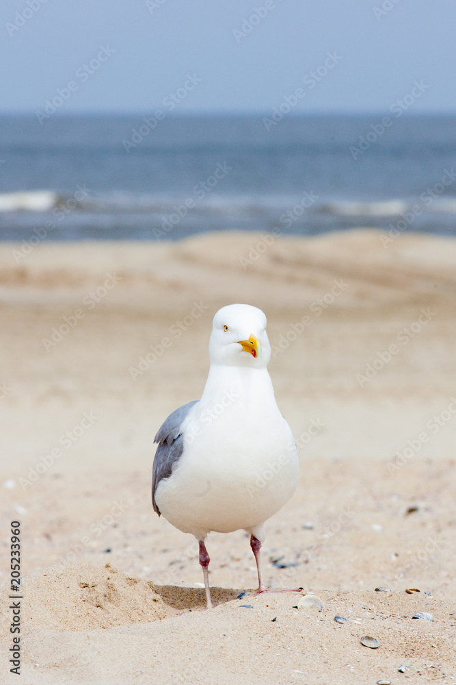 Möwe am Strand als Nahaufnahme, vertikal Möwe am Strand als Nahaufnahme, vertikal