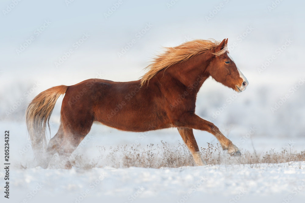 Fototapeta premium Czerwony koń biegnie galopem w śniegu