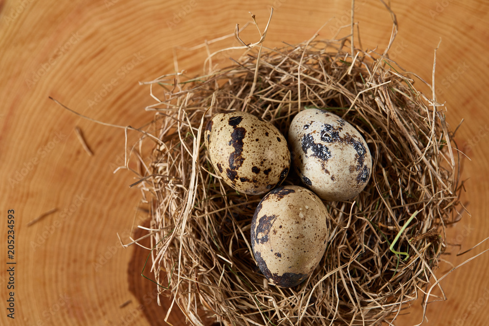 Conceptual still-life with quail eggs in hay nest on a log, close up, selective focus Conceptual still-life with quail eggs in hay nest on a log, close up, selective focus