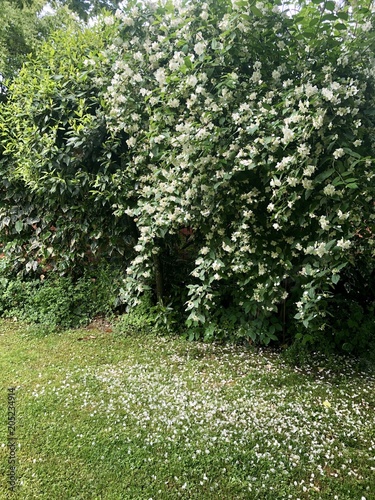 Fototapeta Naklejka Na Ścianę i Meble -  white flowers bush on green garden