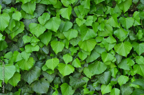 The background of green leaves, many bright medium-sized leaves