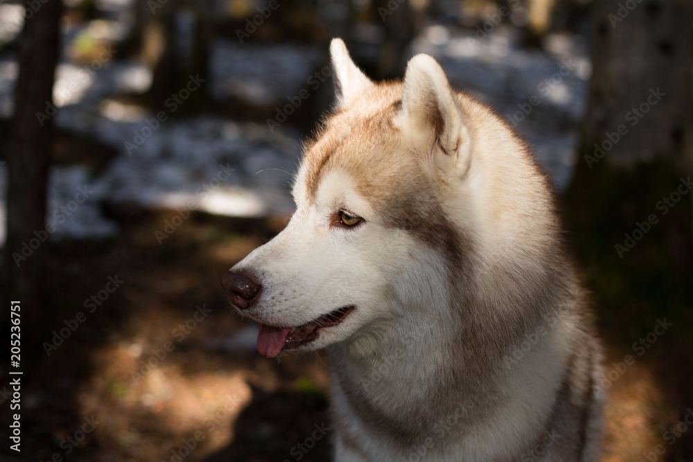 Close-up Portrait of serious Beige and white Siberian Husky dog in spring season. Profile image of waiting lusky looks like a wolf in the forest