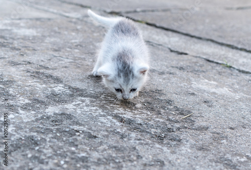Lonely orphan kitten stops to sniff something on the ground © Bence