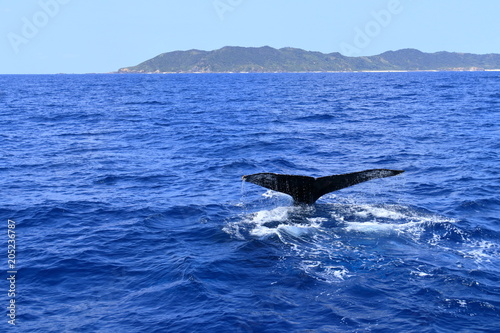 フルークアップする慶良間のザトウクジラ © Fumizuki
