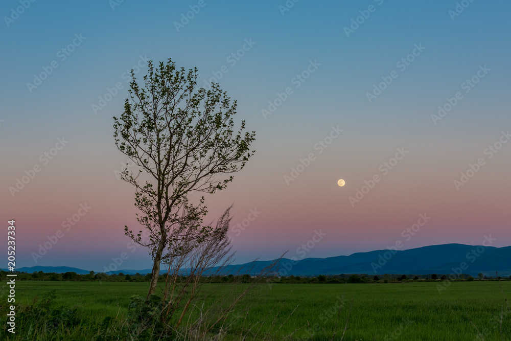 Tranquil scenery landscape at dusk with the full Moon and poplar tree in front and mountain in the far distance Tranquil scenery landscape at dusk with the full Moon and poplar tree in front and mountain in the far distance