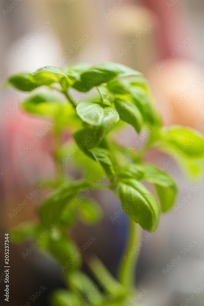 Basilikum spice , Basillicum leaf Basilikum spice , Basillicum leaf