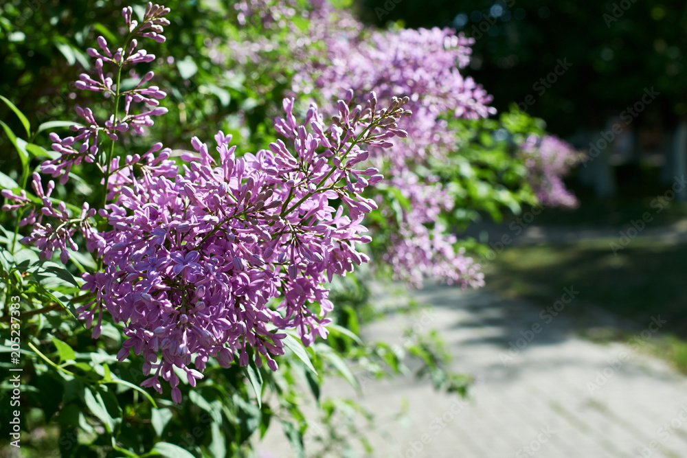 Obraz premium Spring branch of blossoming lilac