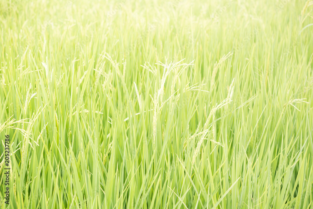 Green Rice Field Green Rice Field