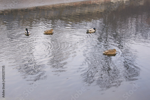 ducks in water, next to the shore