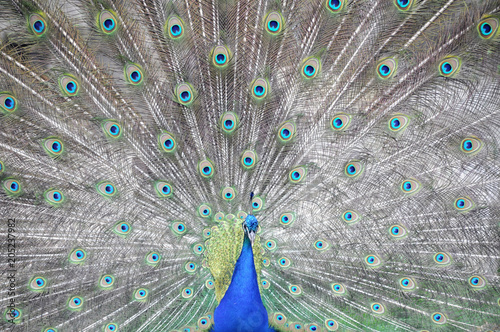 Blauer Pfau (Pavo cristatus), Portrait, captive