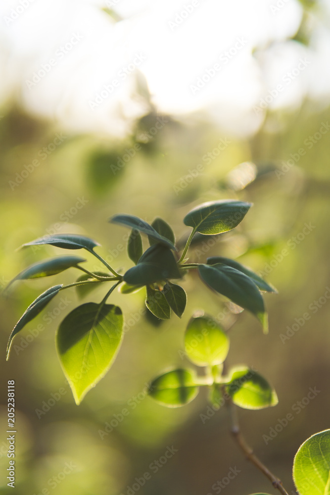 Obraz premium Green small leaves warm tones