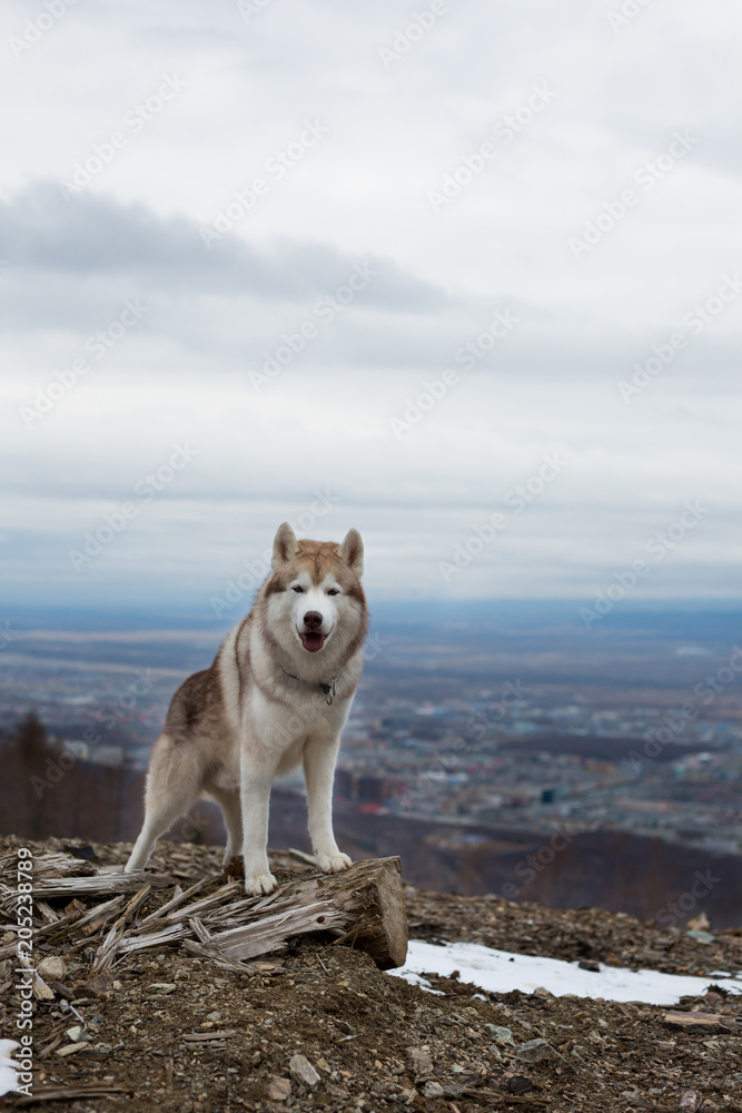 Portrait of beautiful dog breed Siberian Husky standing on the hill in the forest and looking to the camera