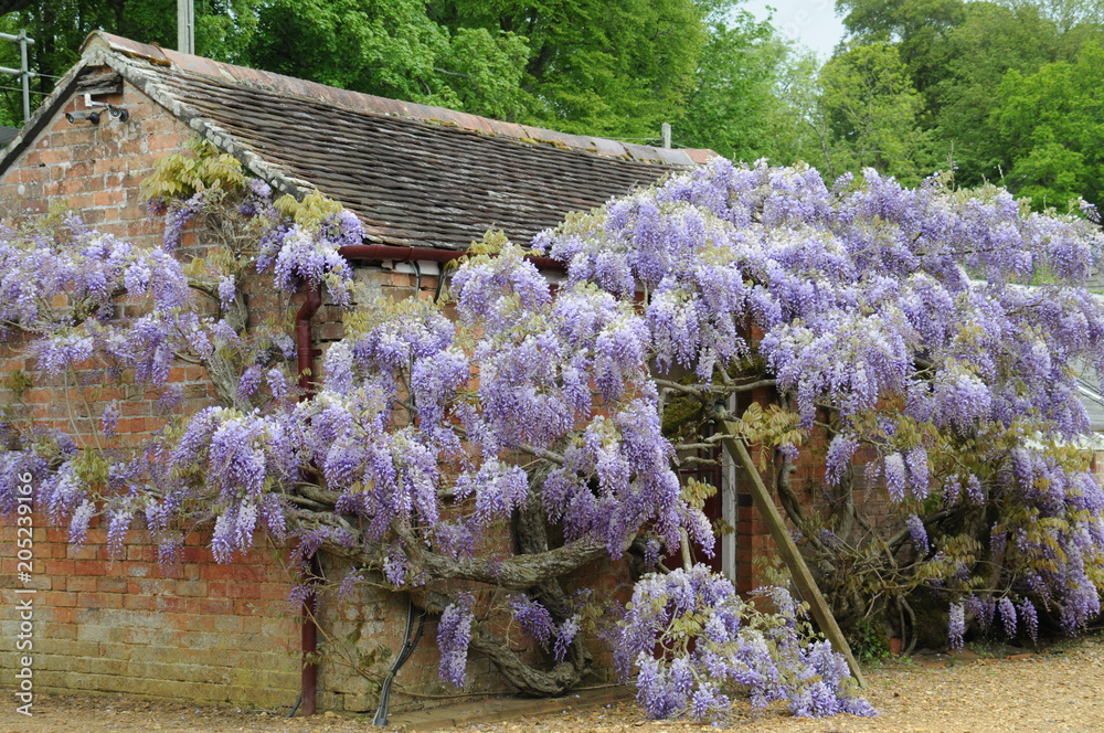 Wisteria oʋer a Shed at Kingston Lacy Stock Photo | AdoƄe Stock