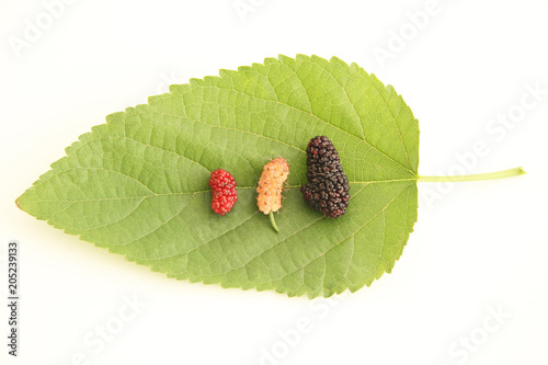 Leaf, blackberry, fruit, São Paulo, Brazil photo