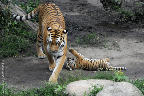 Sibirischer Tiger, Amurtiger (Panthera tigris altaica), Tigerin mit Jungen, Captive, Deutschland, Europa