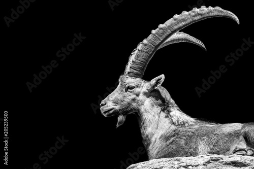 Steinbock