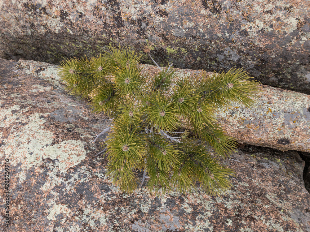 Top View of Small Pine Tree Protruding From Rock Top View of Small Pine Tree Protruding From Rock