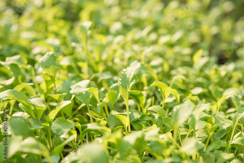 Closeup of small saplings in garden , Agriculture and Seeding Plant , Group of green sprouts growing out from soil