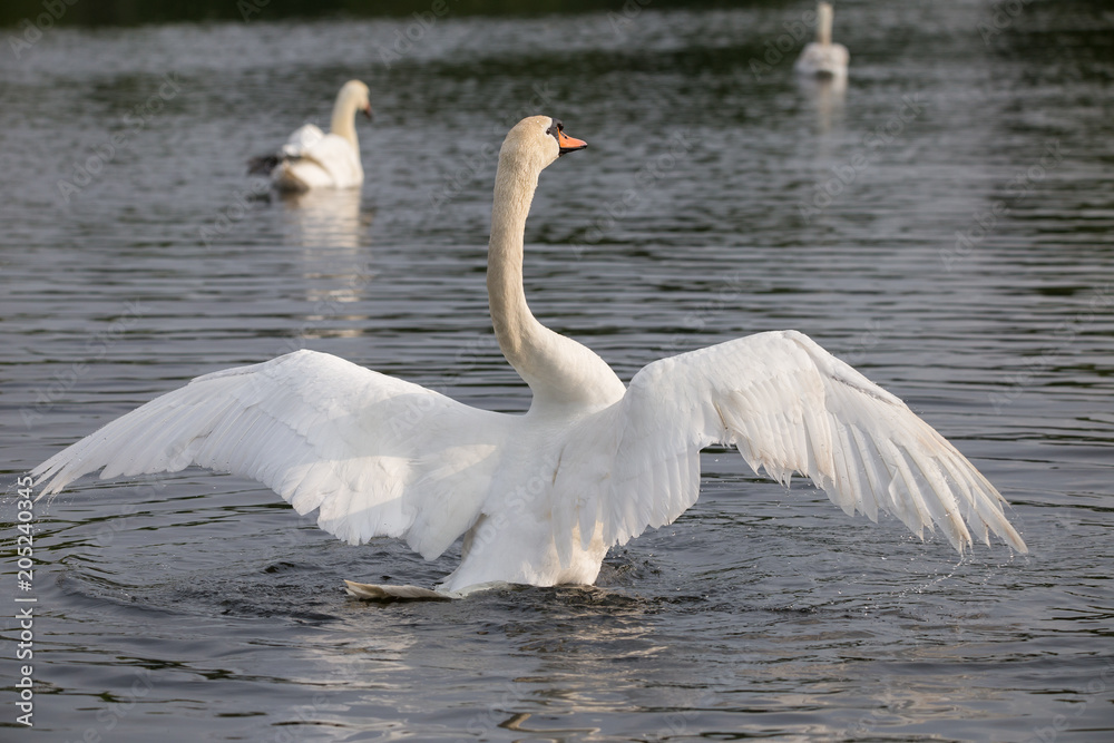 Fototapeta premium Höckerschwan lüftet seine Flügel