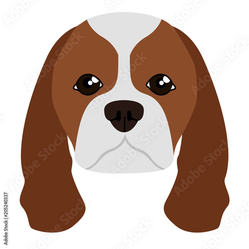 Cavalier king charles spaniel avatar