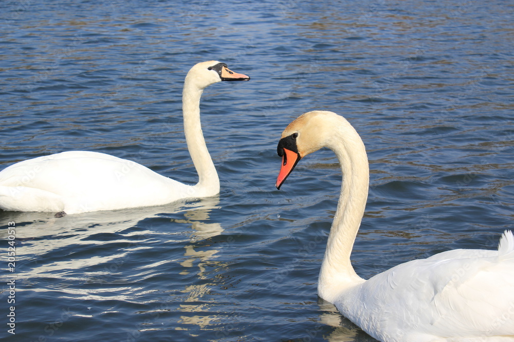 pair of swans pair of swans