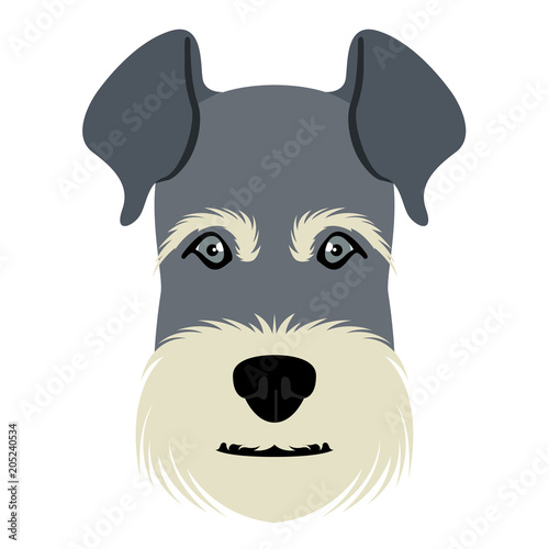 Isolated schnauzer avatar