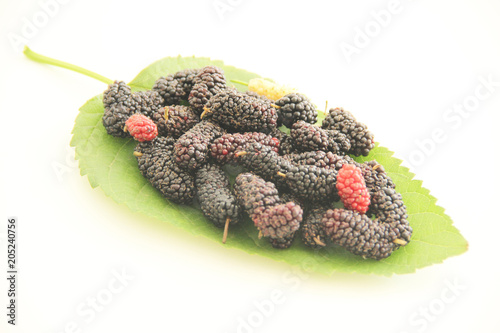 Leaf, blackberry, fruit, São Paulo, Brazil photo