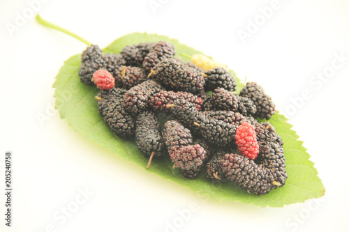 Leaf, blackberry, fruit, São Paulo, Brazil photo