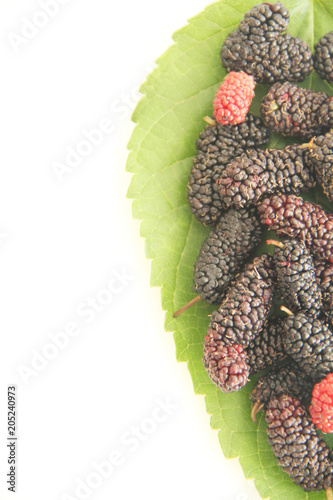 Leaf, blackberry, fruit, São Paulo, Brazil photo