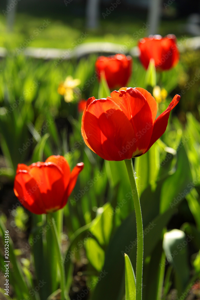 red tulip in the sun red tulip in the sun