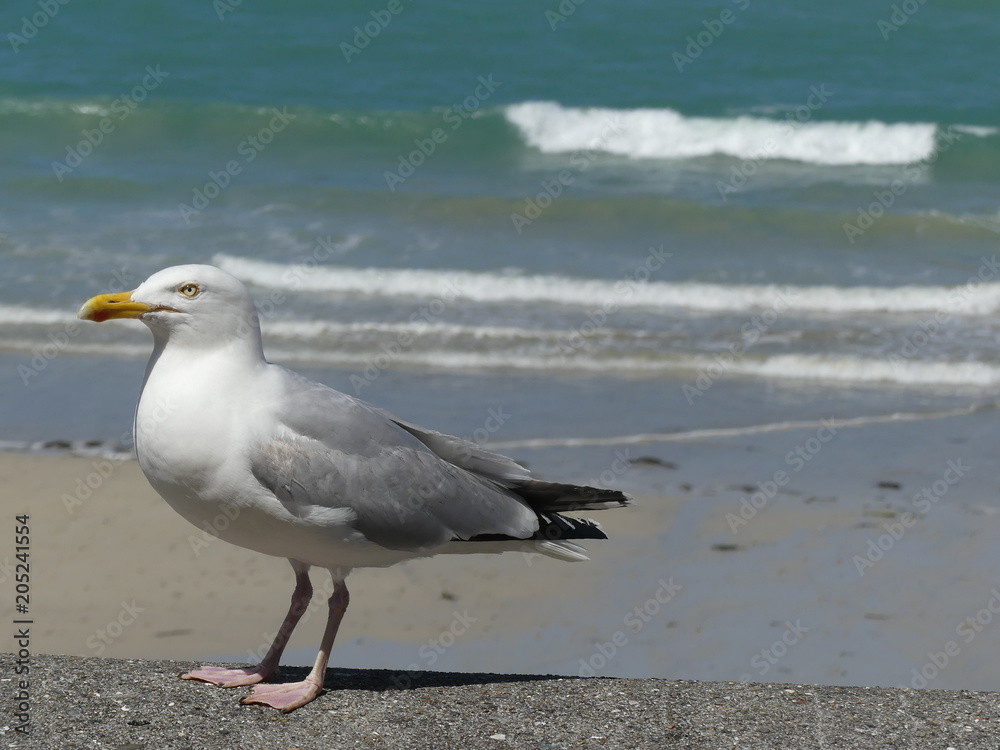 Mouette au bord de mer - Seagull on seaside Mouette au bord de mer - Seagull on seaside