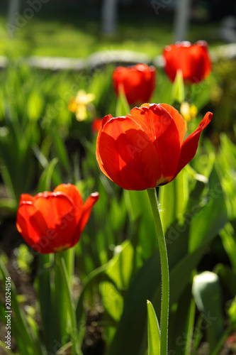 red tulip in the sun