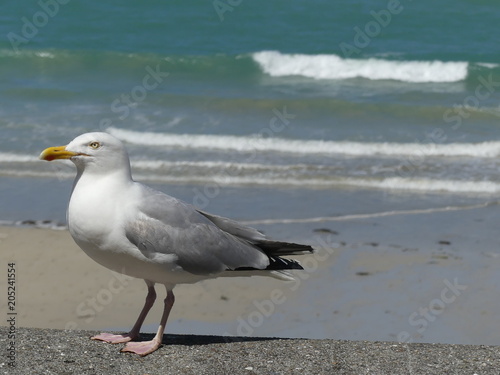 Mouette au bord de mer - Seagull on seaside © Cathyragx