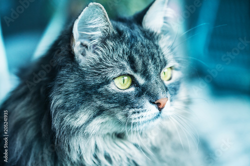 a fluffy cat of Siberian breed. Close-up photo