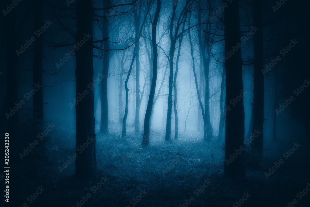 dark scary forest with creepy trees