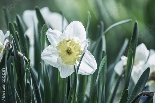 Fototapeta Naklejka Na Ścianę i Meble -  A flower of a daffodil. vintage style.
