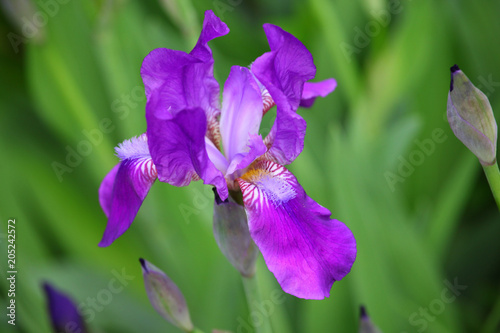 Fototapeta Naklejka Na Ścianę i Meble -  Iris flower summer garden 