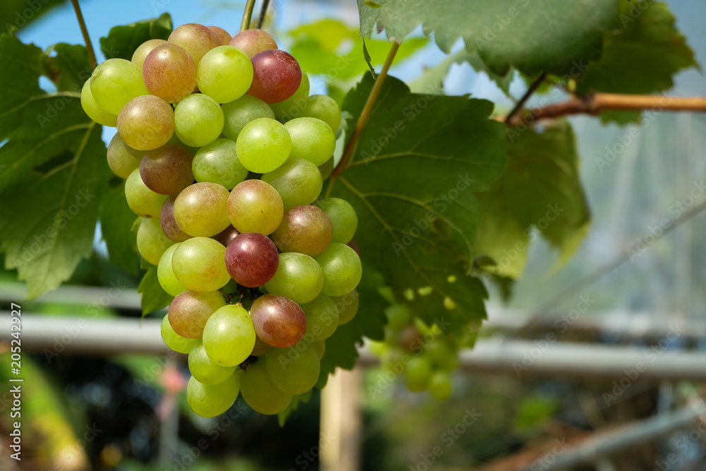  grape in a garden