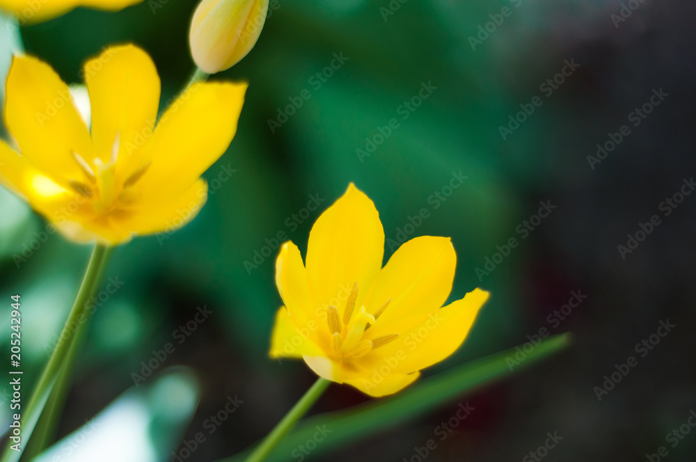 Yellow flowers with green leaf in garden in sunny day with copy space for your text Yellow flowers with green leaf in garden in sunny day with copy space for your text