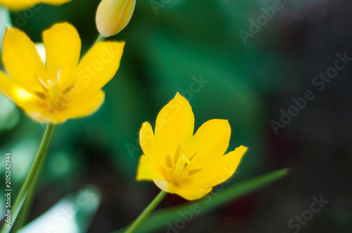 Yellow flowers with green leaf in garden in sunny day with copy space for your text