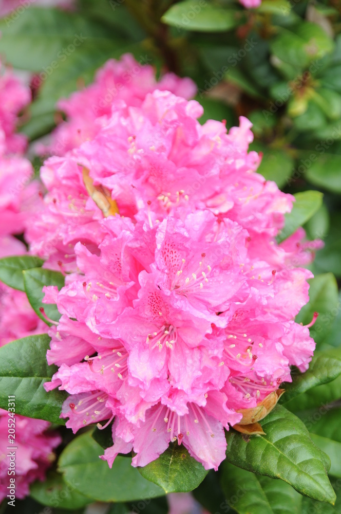 Flowers at Kingston lacy