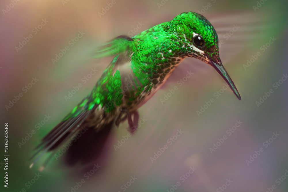 Fototapeta premium kolibri