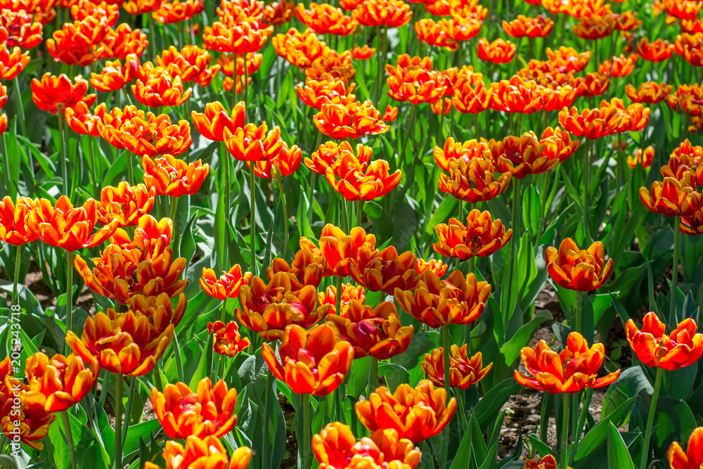 Colorful flowers blooming in a park Colorful flowers blooming in a park
