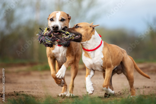 two dogs running and playing together with a rope toy