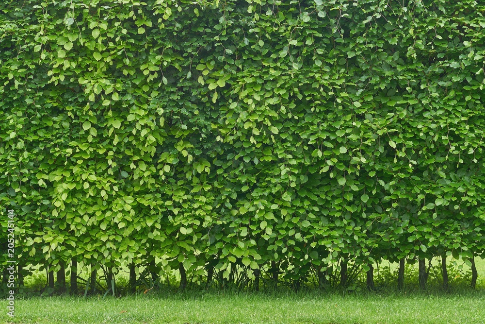 Hornbeam hedge in spring, Carpinus betulus - obrazy, fototapety, plakaty 