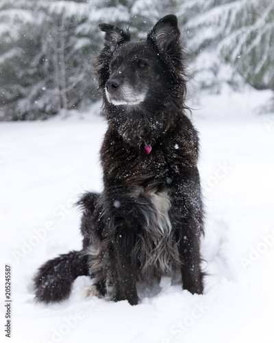 Mixed breed black dog playing in snow © Mikko