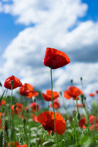 red poppy against blue cloudy sky