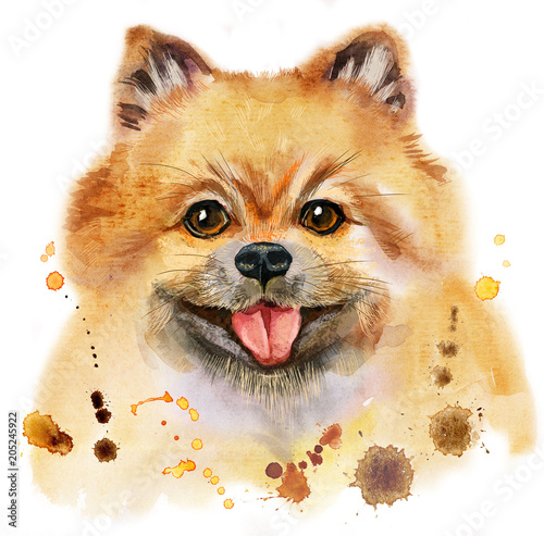 Canvas Print Watercolor portrait of dog pomeranian spitz