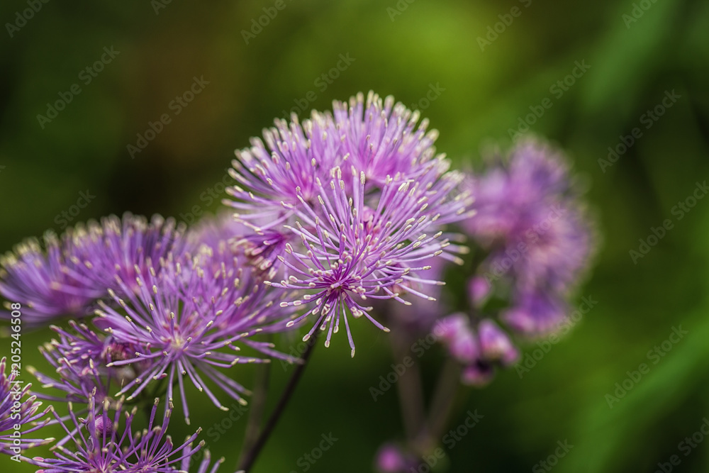 Purple Flowers in Garden macro details Purple Flowers in Garden macro details