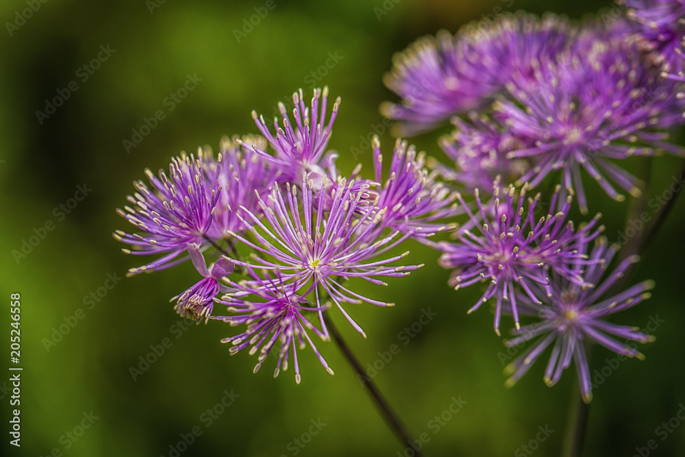 Purple Flowers in Garden macro details Purple Flowers in Garden macro details